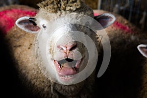 Close-up of the mouth of a sheep screaming scream of pain before slaughter on a farm with blood-soaked fleece