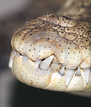 Close up of the mouth and teeth of a nile crocodile