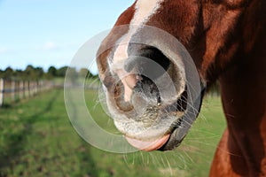 A close up of the mouth with tongue out of a brown quarter horse on the paddock