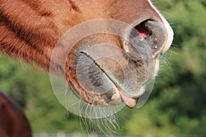 A close up of the mouth with tongue out of a brown quarter horse on the paddock