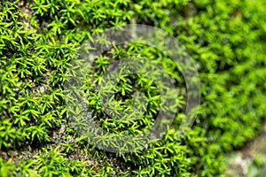 Close up of Mouth ulcers.