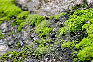 Close up of Mouth ulcers.