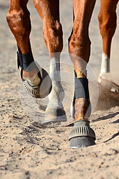 Close up of moving horse legs