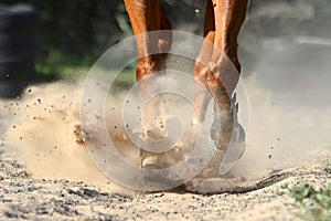 Close up of moving horse legs