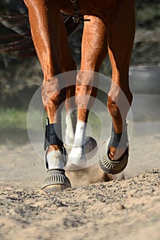 Close up of moving horse legs