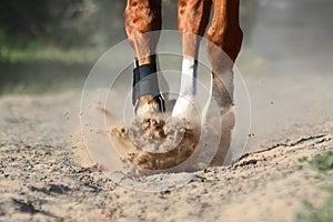 Close up of moving horse legs