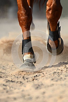 Close up of moving horse legs