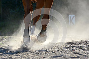 Close up of moving horse legs