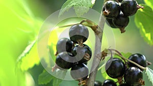 Close up moving of natural branch with ripe organic berries of black currant on a green blurred background. Slow motion