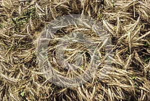 Close up of mown triticale on a cart which has been organically grown prior to threshing photo