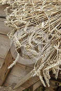 Close up of mown wheat on a cart before threshing with historical thresher