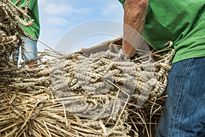 Close up of mown wheat given by persons to threshing into a historical thresher