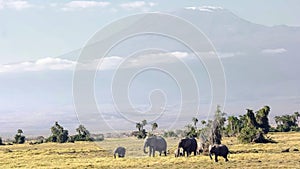 Close up of mt kilimanjaro with a herd of elephants at amboseli