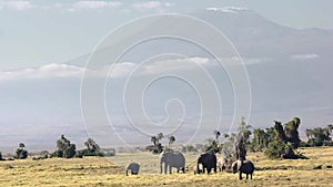 Close up of mt kilimanjaro with a herd of elephants at amboseli