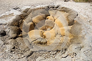 A close-up of mud oozing up from the caldera at yellowstone Park