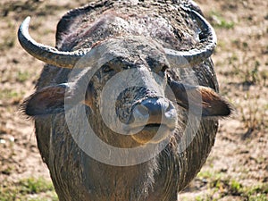 Close up of a muddy water buffalo taken in Yala National Park in southern Sri Lanka