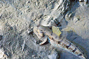 Close up mudskipper