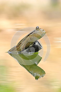 Close-up of Mudskipper or Amphibious fish. photo