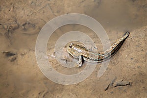 Close up of Mudskipper Fish