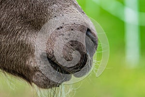 Close up of the muffle of a new born Icelandic horse