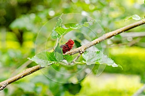 Close up of mulberrie on the branch