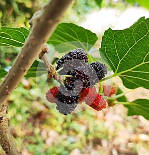 Close up mulberry fruits and beautiful green leaves background growing in countryside garden look fresh and beautiful.