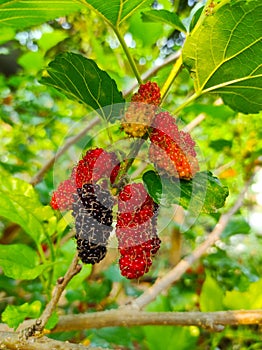 Close up mulberry fruits and beautiful green leaves background growing in countryside garden look fresh and beautiful.
