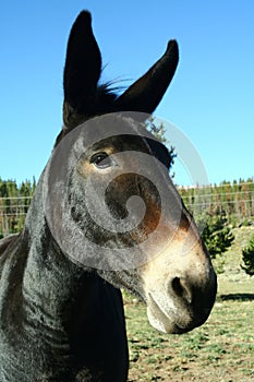 Close Up of a Mule