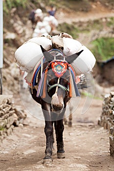 Close-up of an mule caravan, Dudh Kosi valley, Solu Khumbu, Nepal