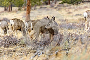 Close-up of Mule Deer at Rocky Mountain National Park