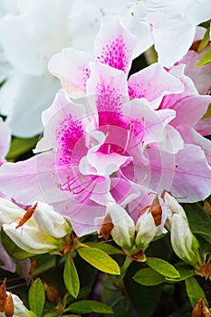 Close up of a purple and white azalea flower