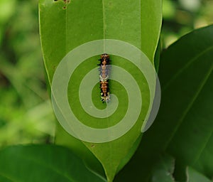 Close up of a multi colour caterpillar on a cinnamon leaf