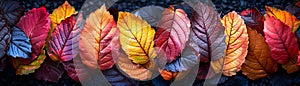 Close-up of multi-colored autumn foliage