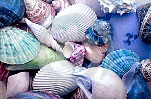 close up a multi sea shells texture background , blue tone