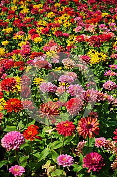 Close up multicolored flowers background