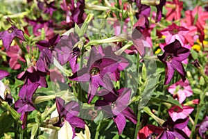 Close-up of multicolored flowers of ornamental tobacco Nicotiana