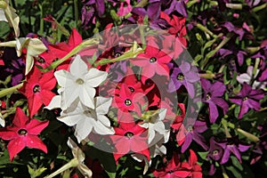 Close-up of multicolored flowers of ornamental tobacco Nicotiana