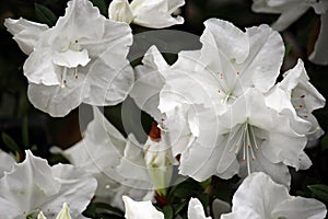 Close up of Multiple White Autumn Angel Encore Azalea Flowers photo