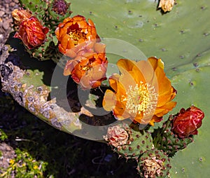 Close up multiple colored flowers on cactus, prickly ear cactus or Opuntia ficus-indica Cactus
