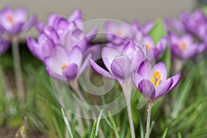 Close-up of multiple crocus flowers in bloom against vibrant gray background