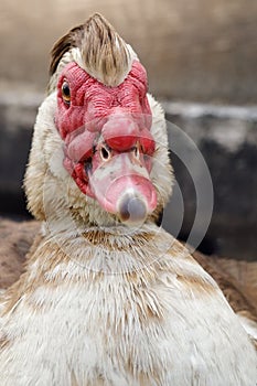Close up muscovy duck Cairina moschata is a large duck native to Mexico