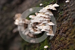 Close up mushroom