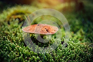 Close-up of a mushroom with brown scaly cap growing on moist forest moss, blurred green background. Wild fungi