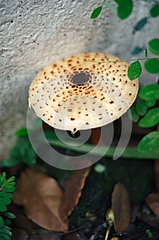 Close up mushroom cap with green plant in the garden