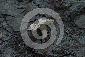 close-up: mushroom cap of yellow-staining mushroom on the dry grey ground