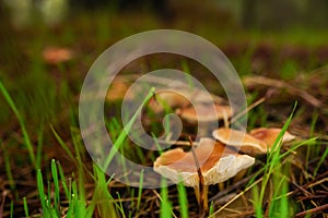 close-up of mushroom ,Clitocybe fragrans, on a green mossy ground