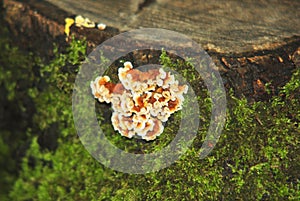 Close-up mushroom with fluted wavy brown and white head texture tree stump with moss