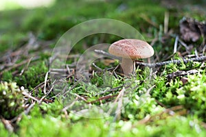 Close-up of Mushroom in a Forest