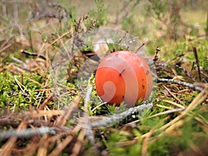 Close up of a mushroom in the forest.