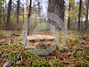 Close up of a mushroom in the forest.